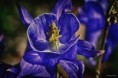 /album/macro/blu-mare-jpg/